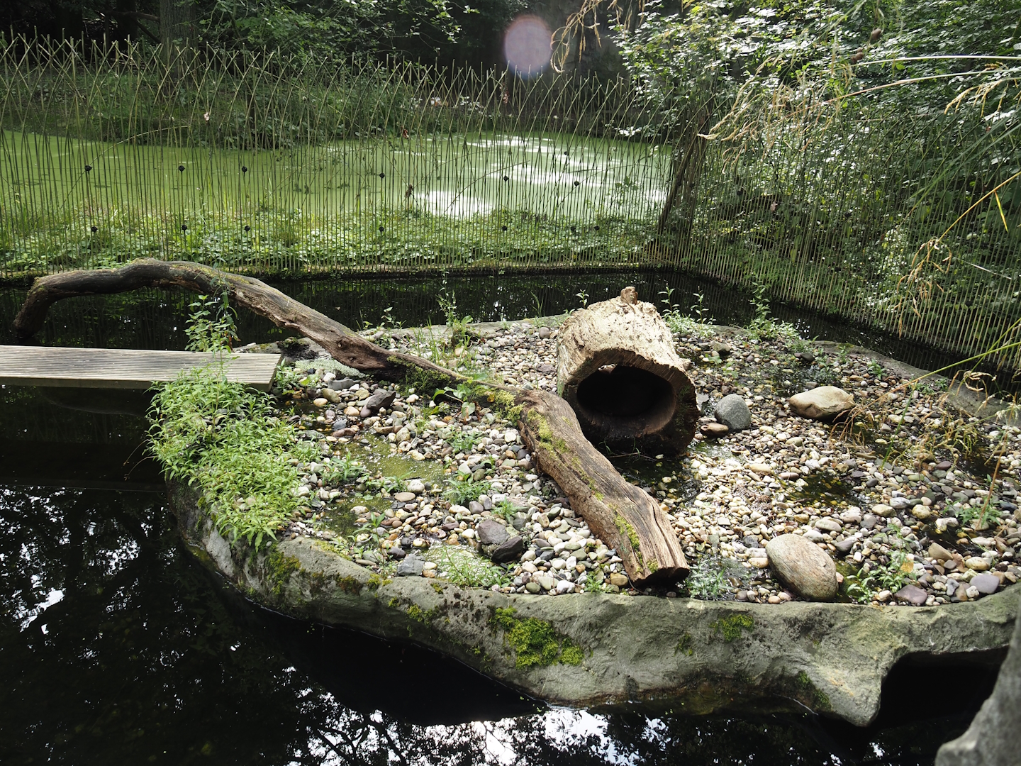 North American river otter exhibit, 2024-08-05