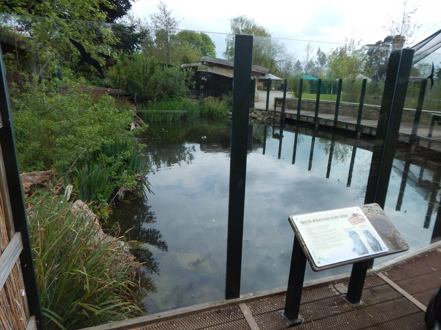 North American river otter exhibit 290422