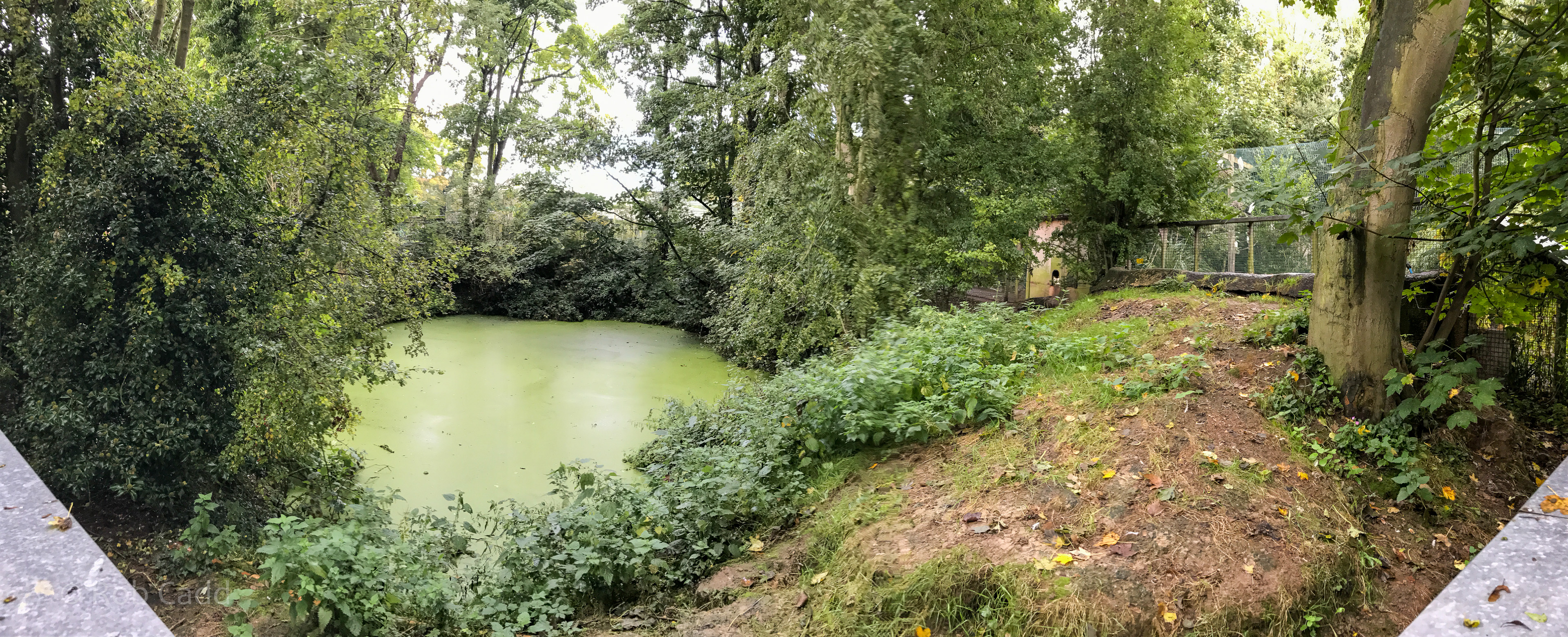 North American river otter (exhibit) : Amazona Zoo : 28 Sep 2017