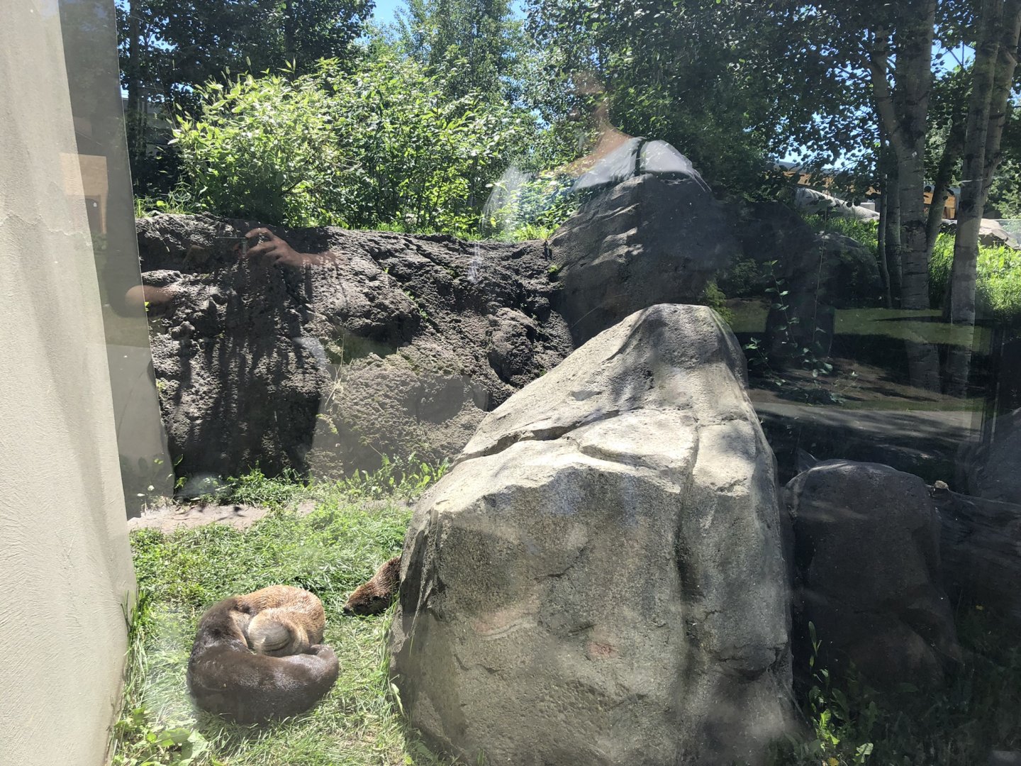 North American River Otter Exhibit at Edmonton Valley Zoo (July 2022)