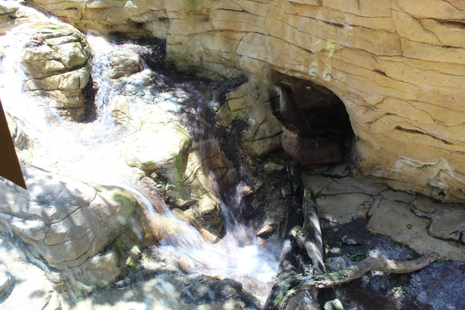 North American River Otter Exhibit - Minnesota Trail