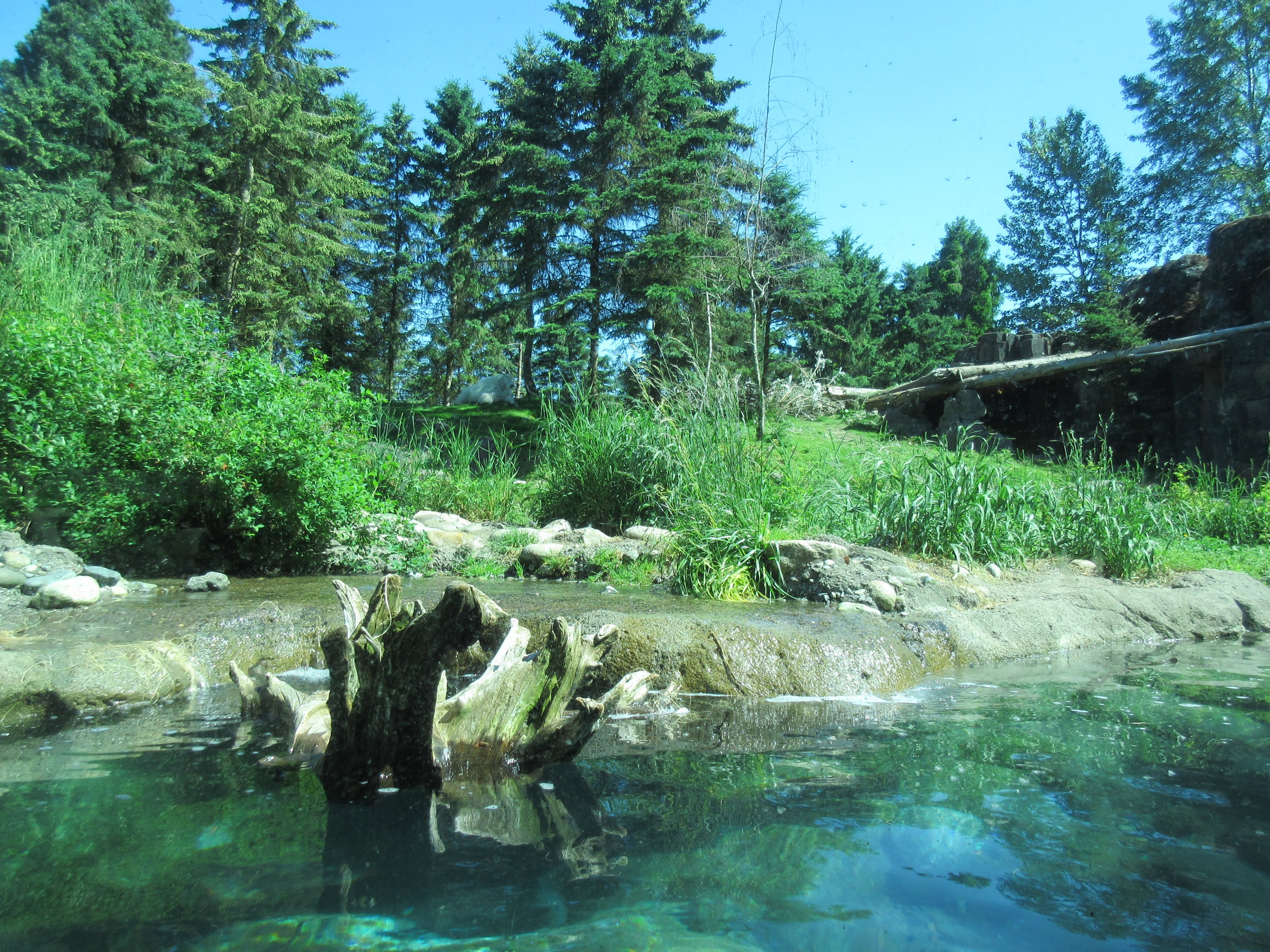 North American River Otter Exhibit + Rocky Mountain Goat Exhibit (see goat on hill?)