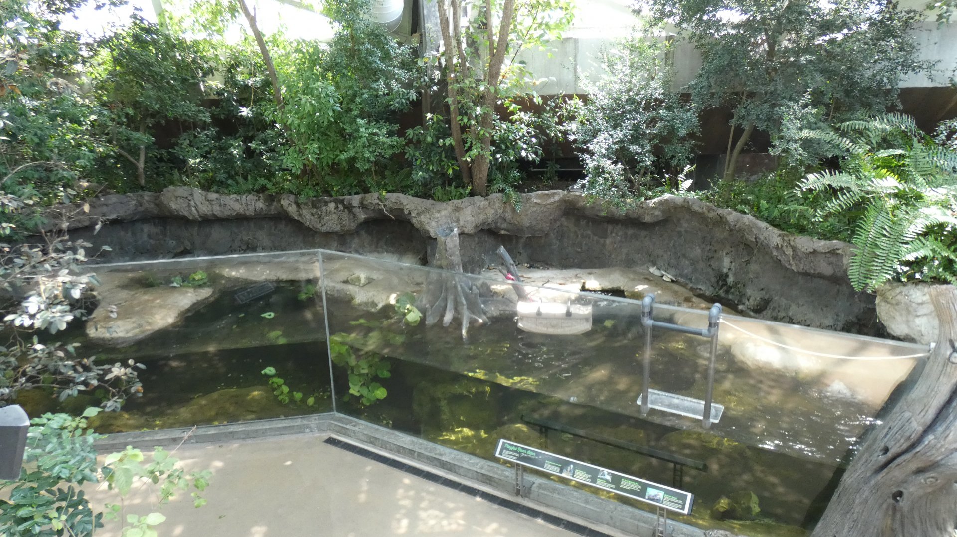 North American River Otter Exhibit, Wetlands Trail - Aug. 2021