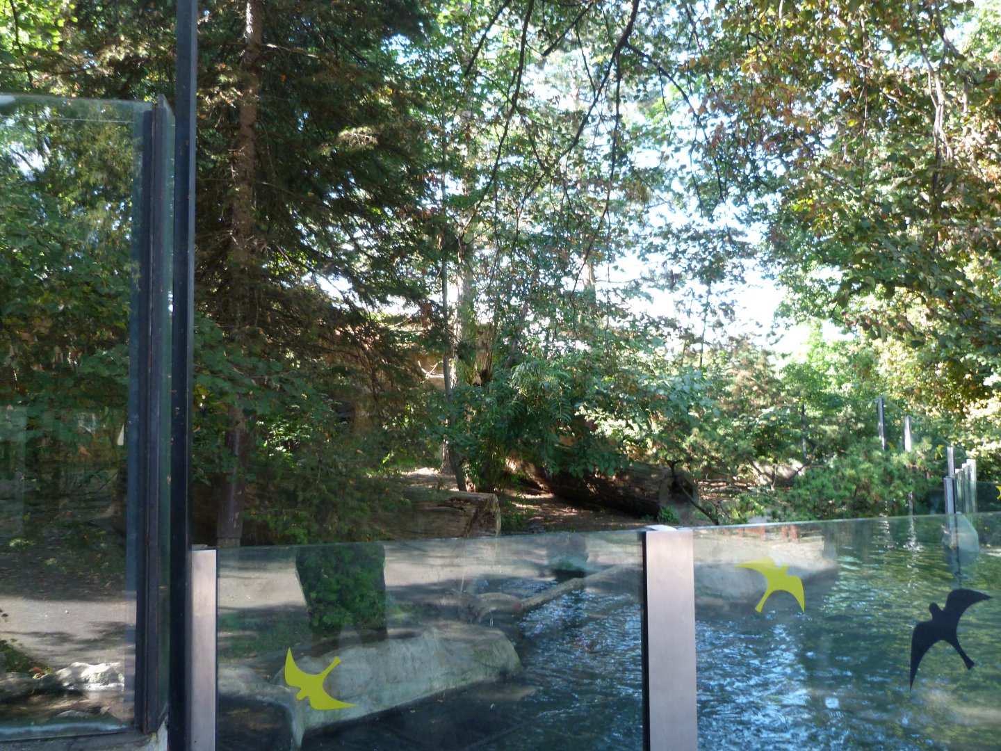 North American river otter exhibit -Zoo Praha (2025)