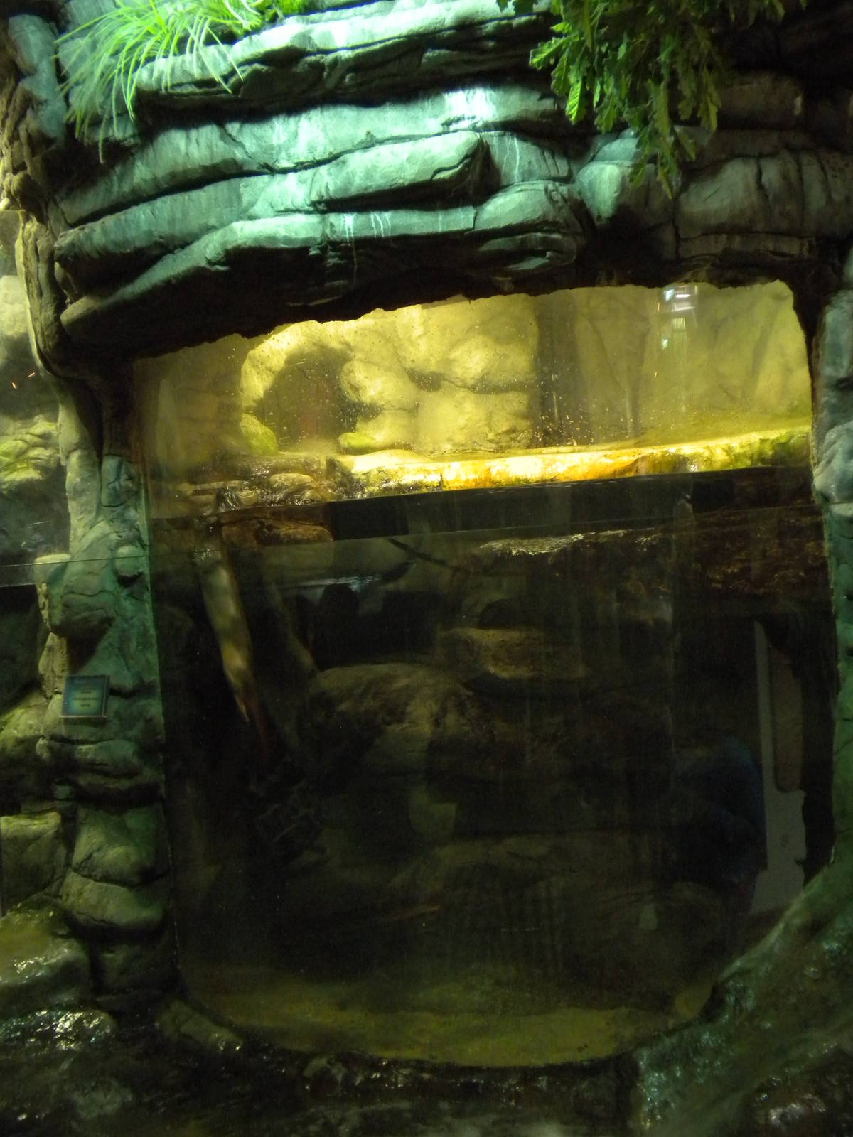 North American River Otter Exhibit