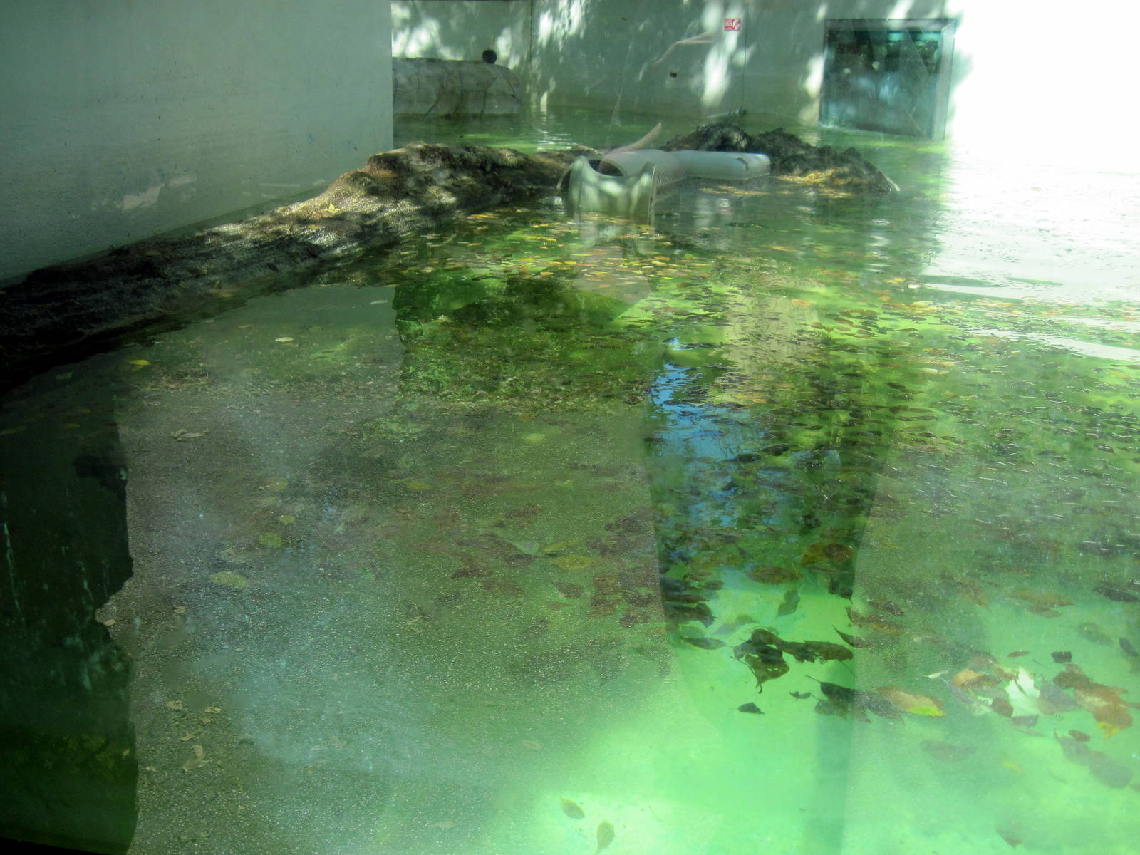 North American River Otter Exhibit