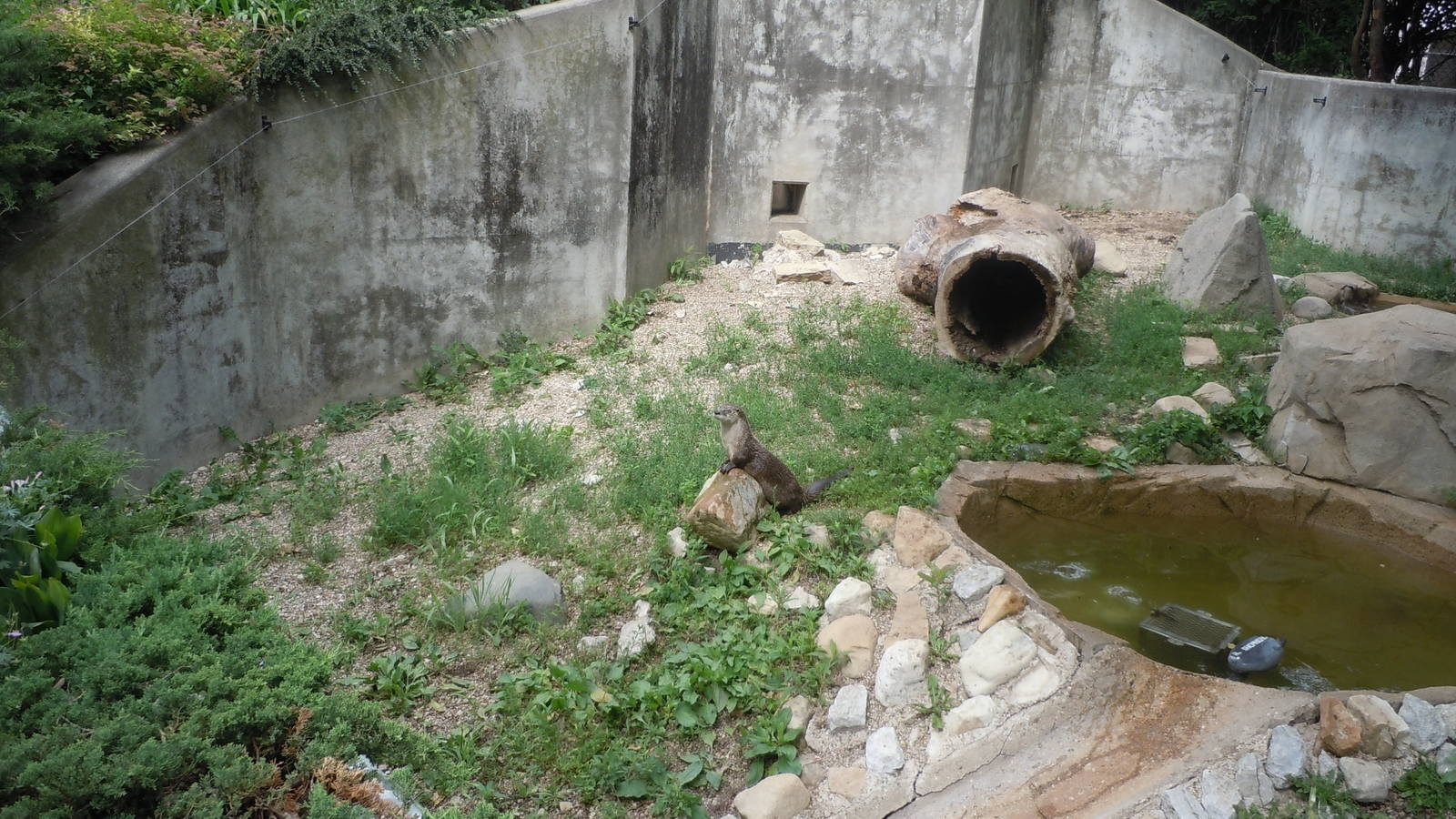 North American River Otter exhibit