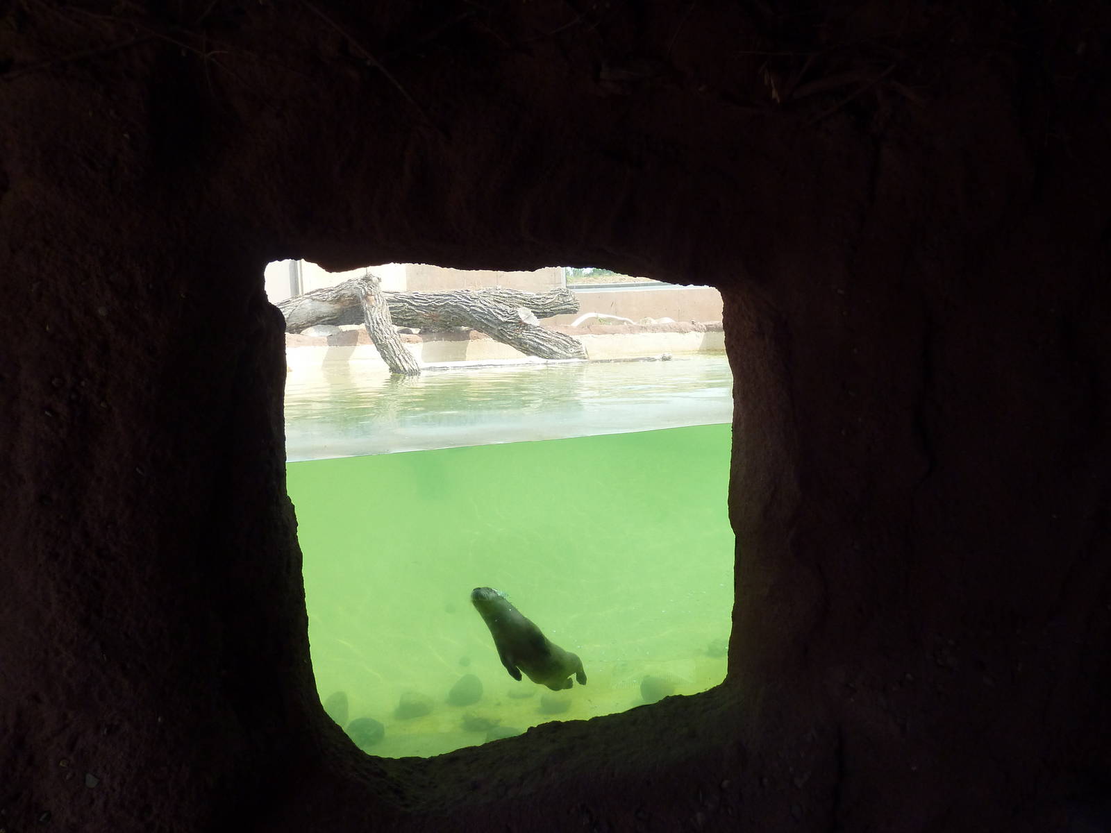 North American River Otter Exhibit