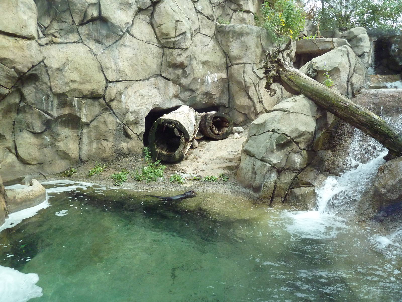 North American River Otter Exhibit