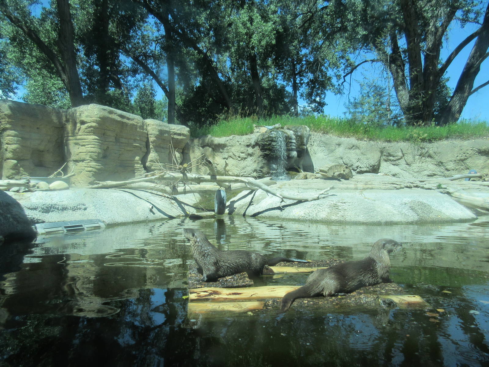 North American River Otter Exhibit