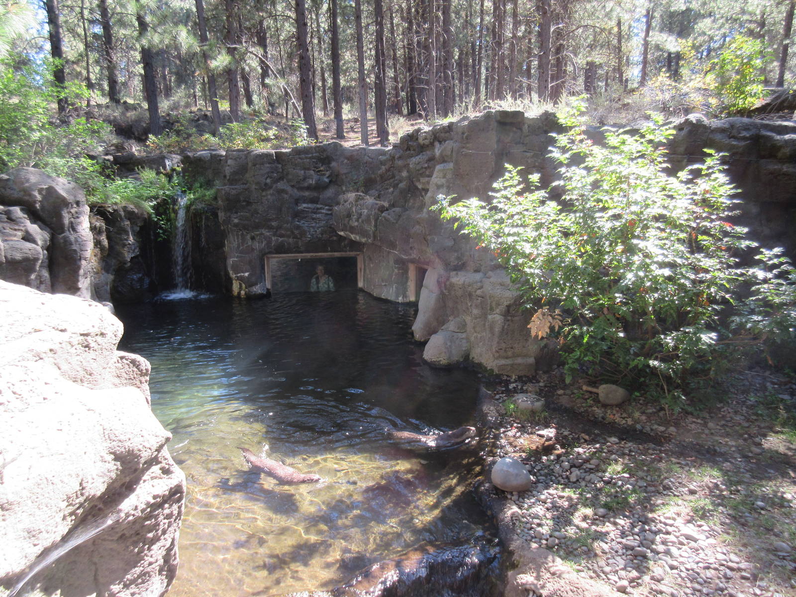 North American River Otter Exhibit