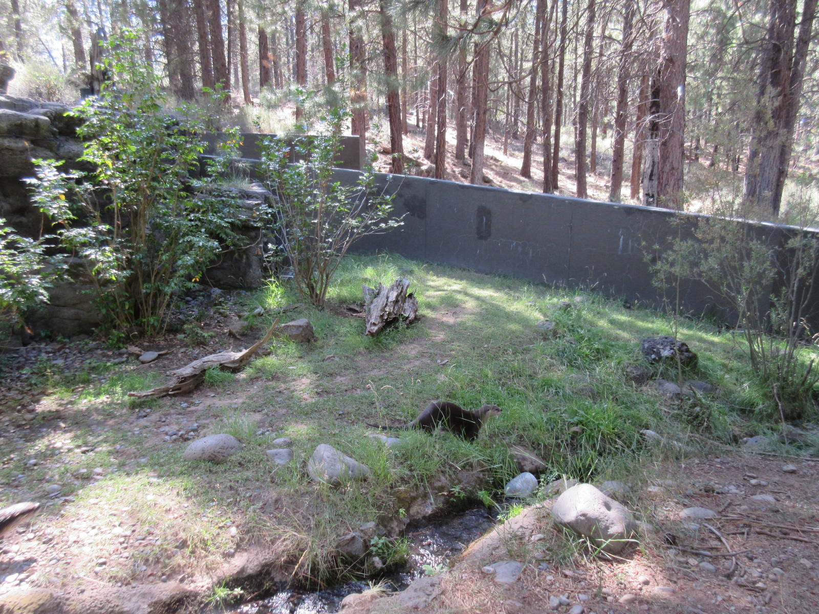 North American River Otter Exhibit