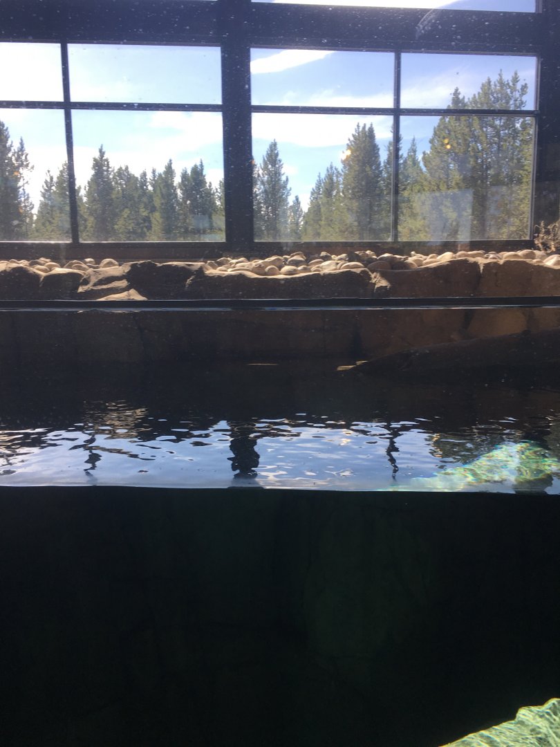 North American River Otter Exhibit