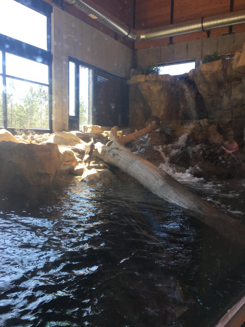 North American River Otter Exhibit