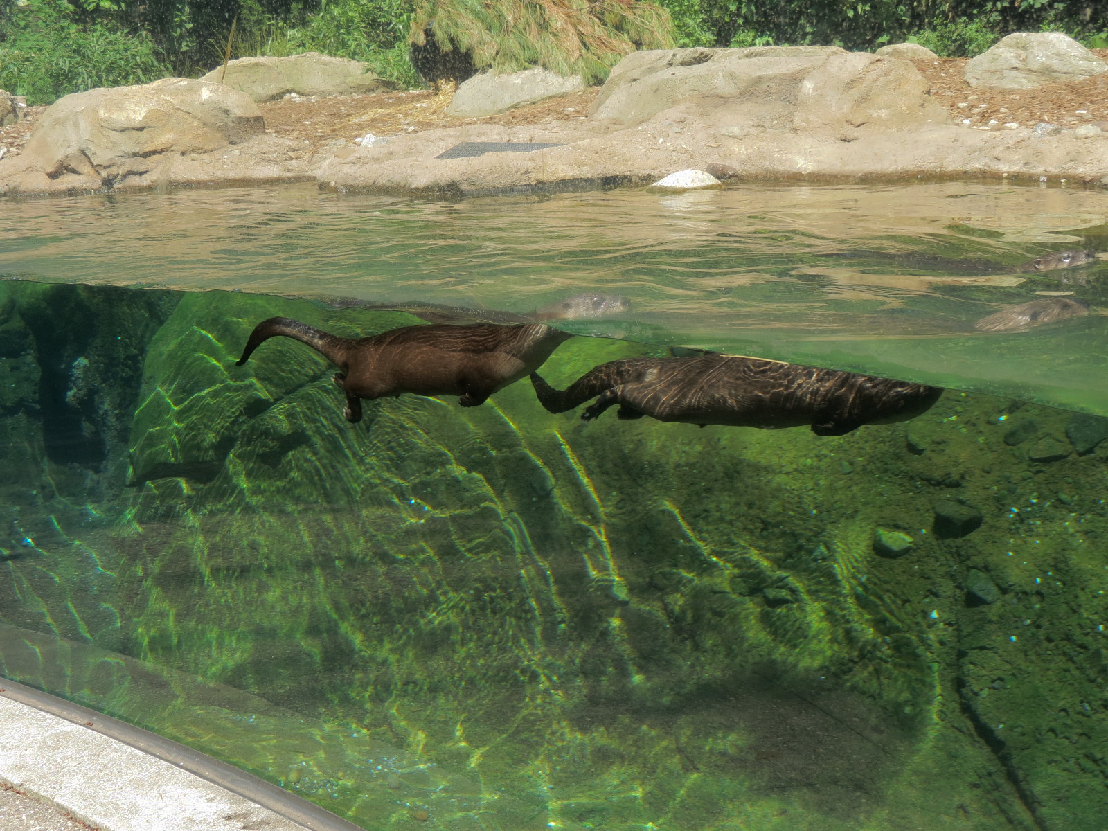 North American River Otter Exhibit