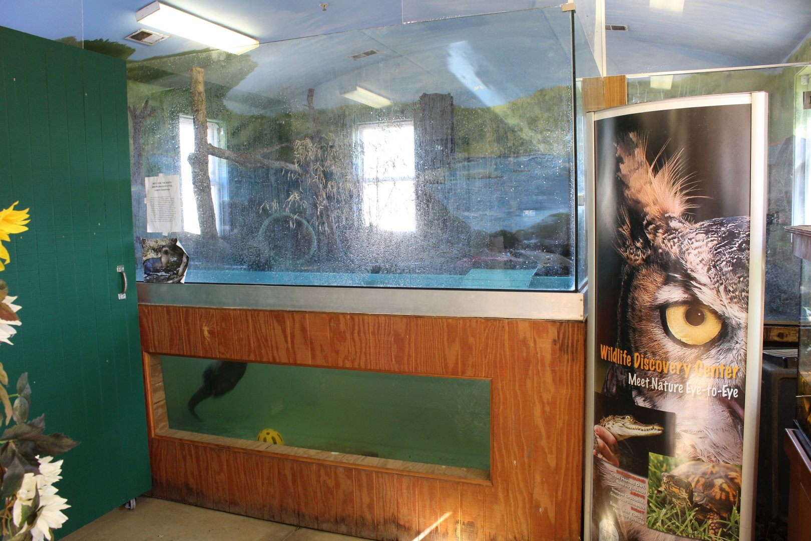 North American river Otter Exhibit