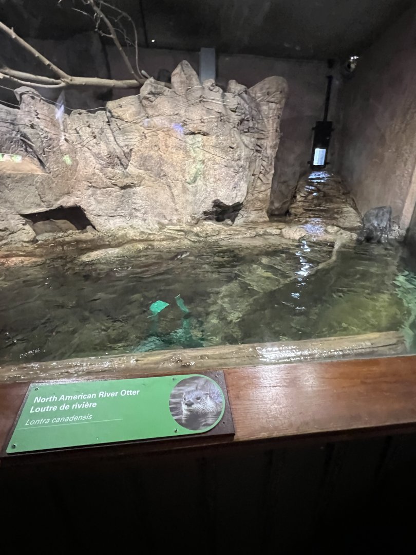 North American River Otter Exhibit