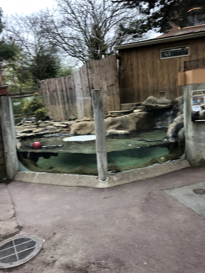 North American River Otter Habitat (Main Underwater Viewing) - Feb, 2020
