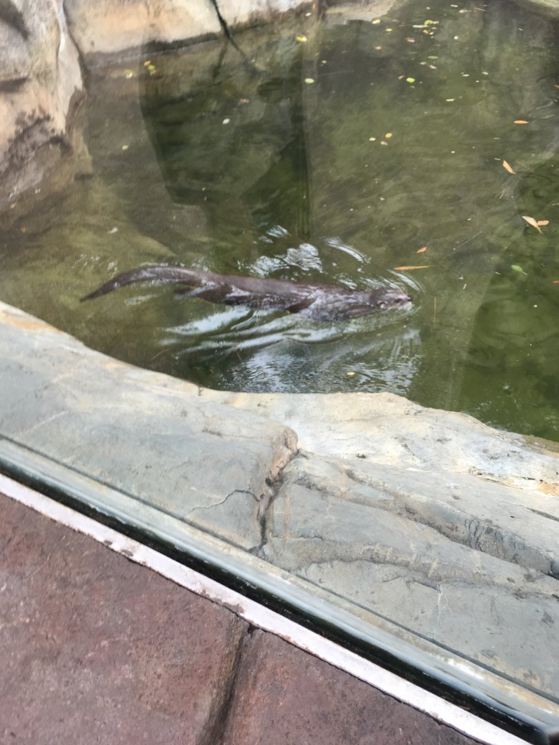 North American River Otter | Henry Vilas Zoo