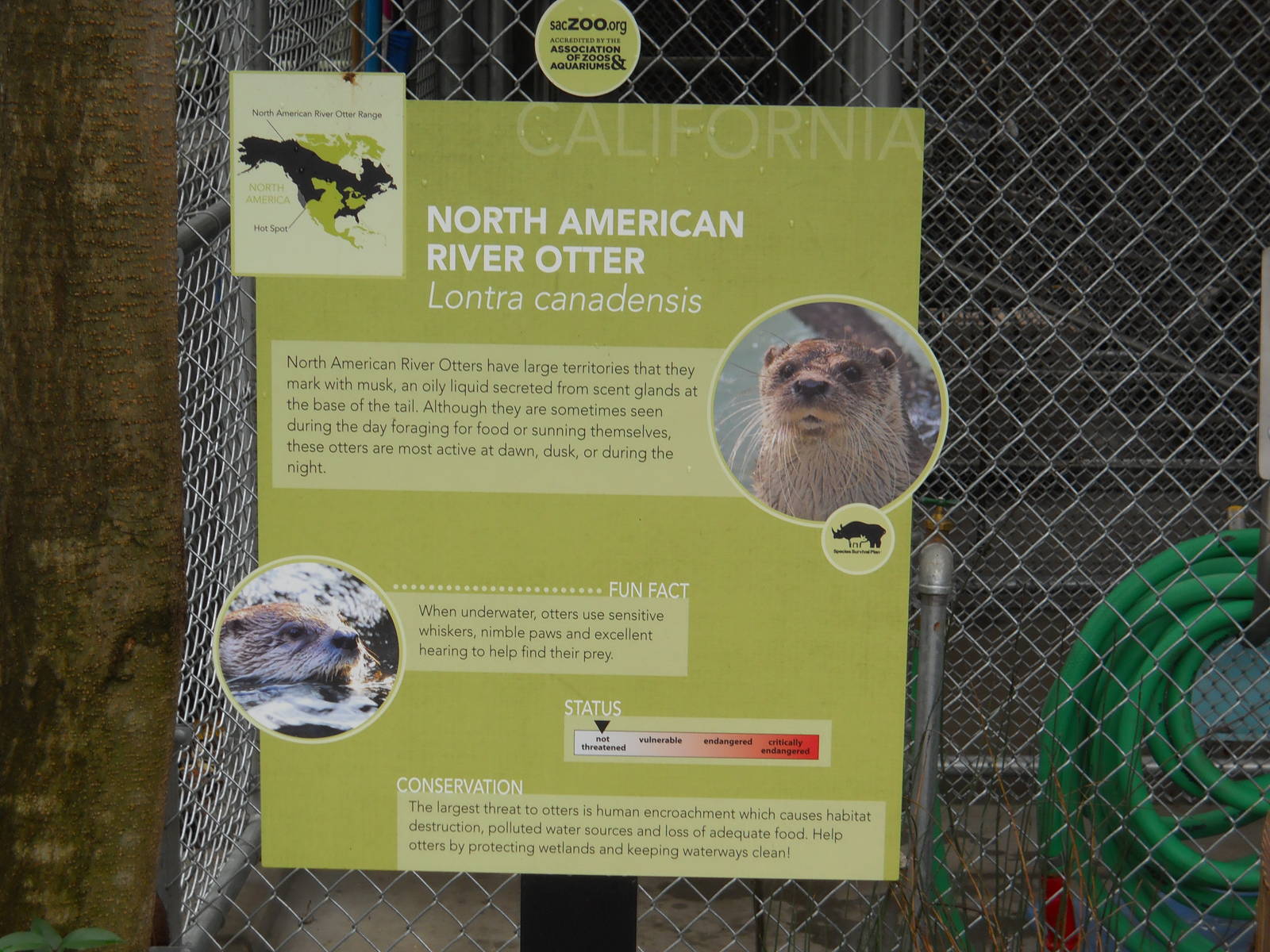 North American river otter interpretive sign