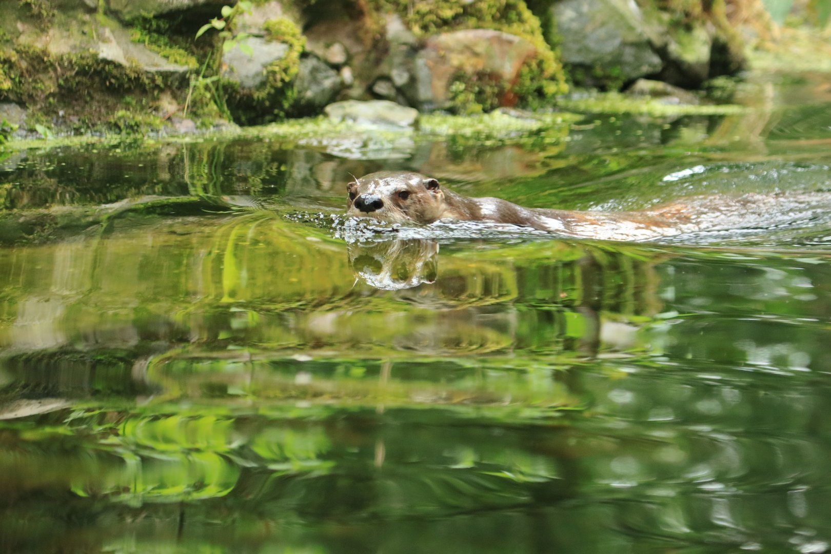 North American river otter (July 2020)