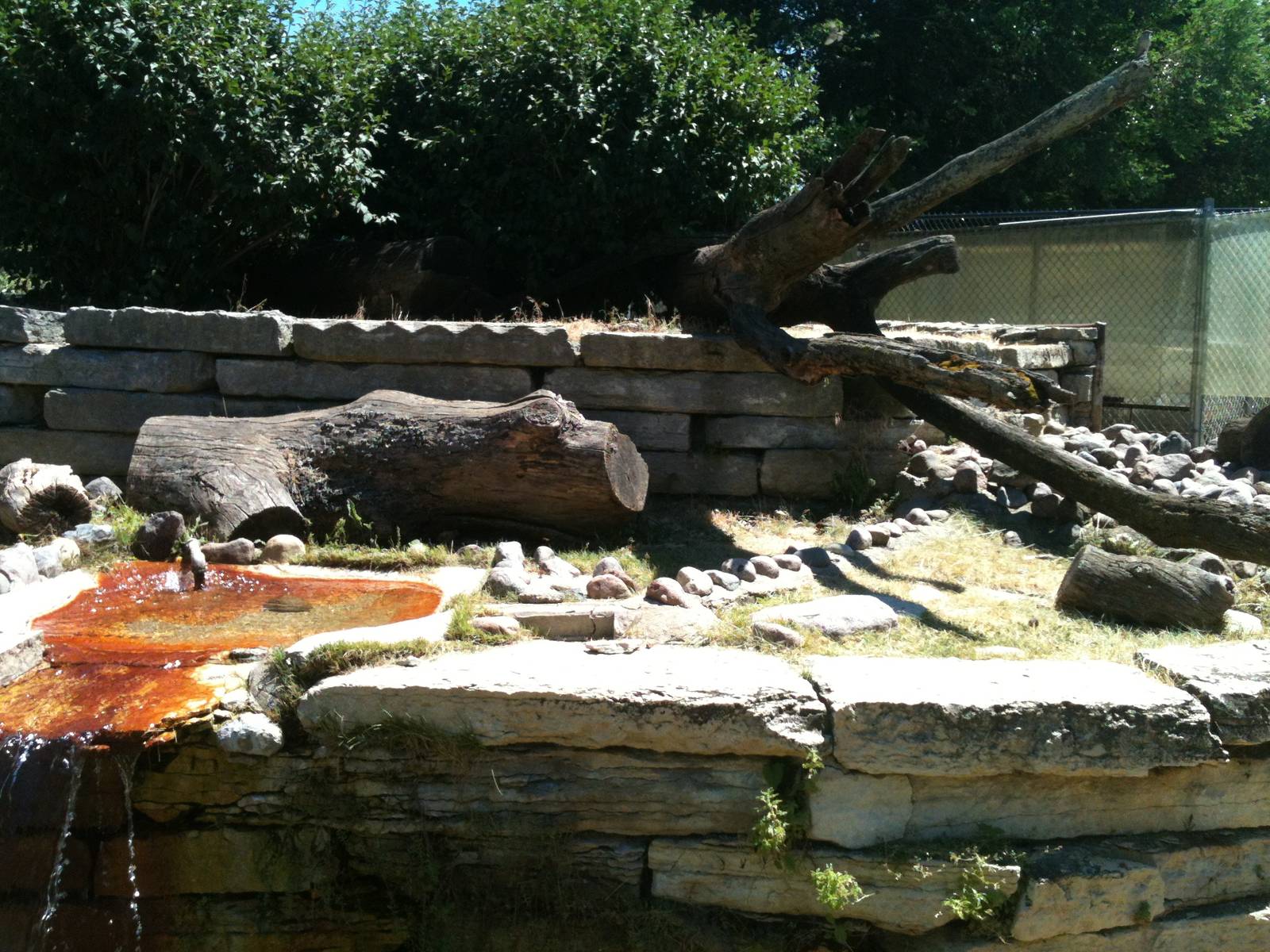 North American River Otter. June 2012