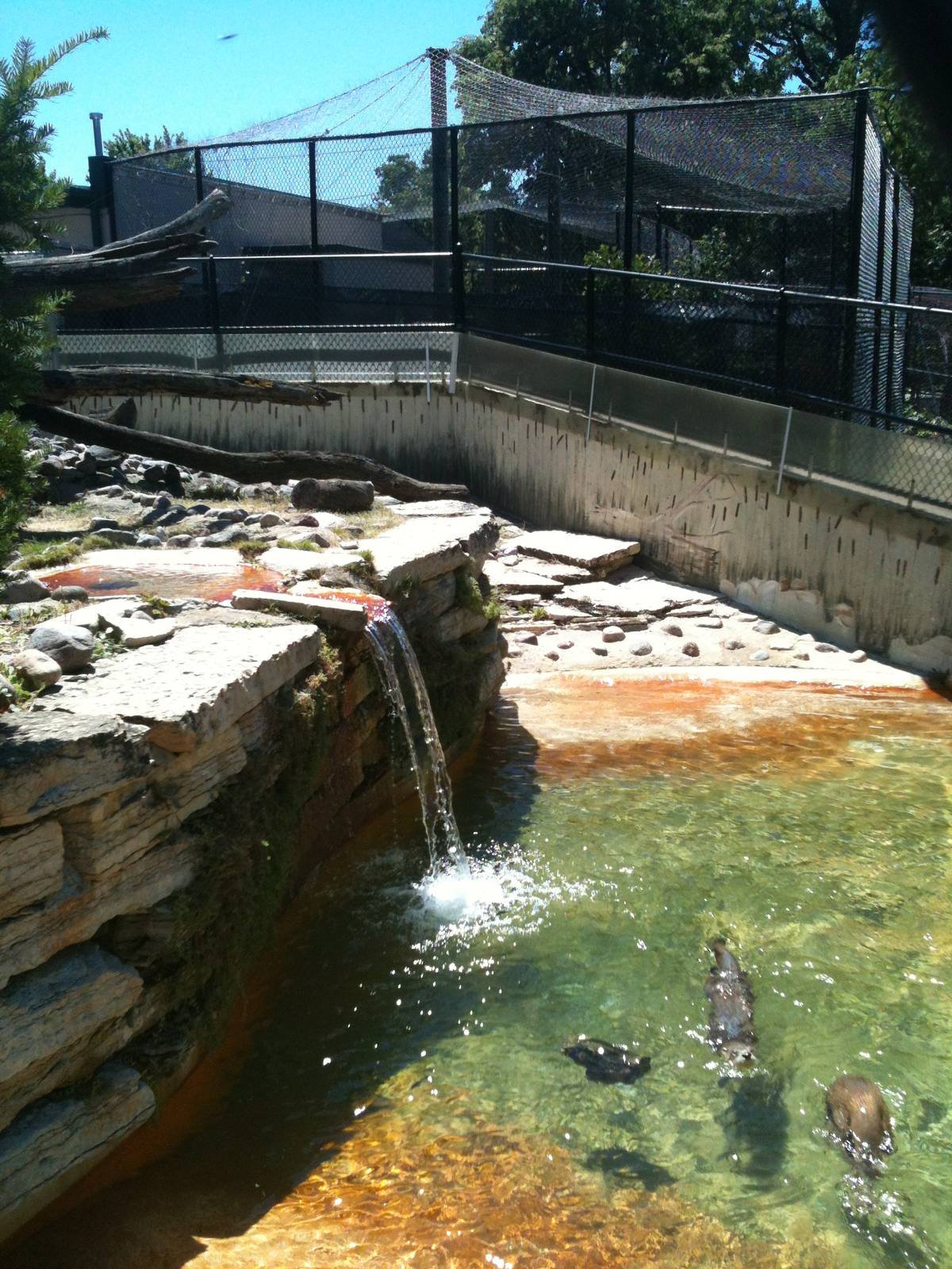 North American River Otter. June 2012
