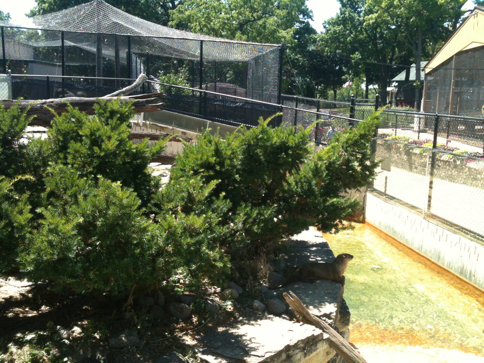 North American River Otter. June 2012