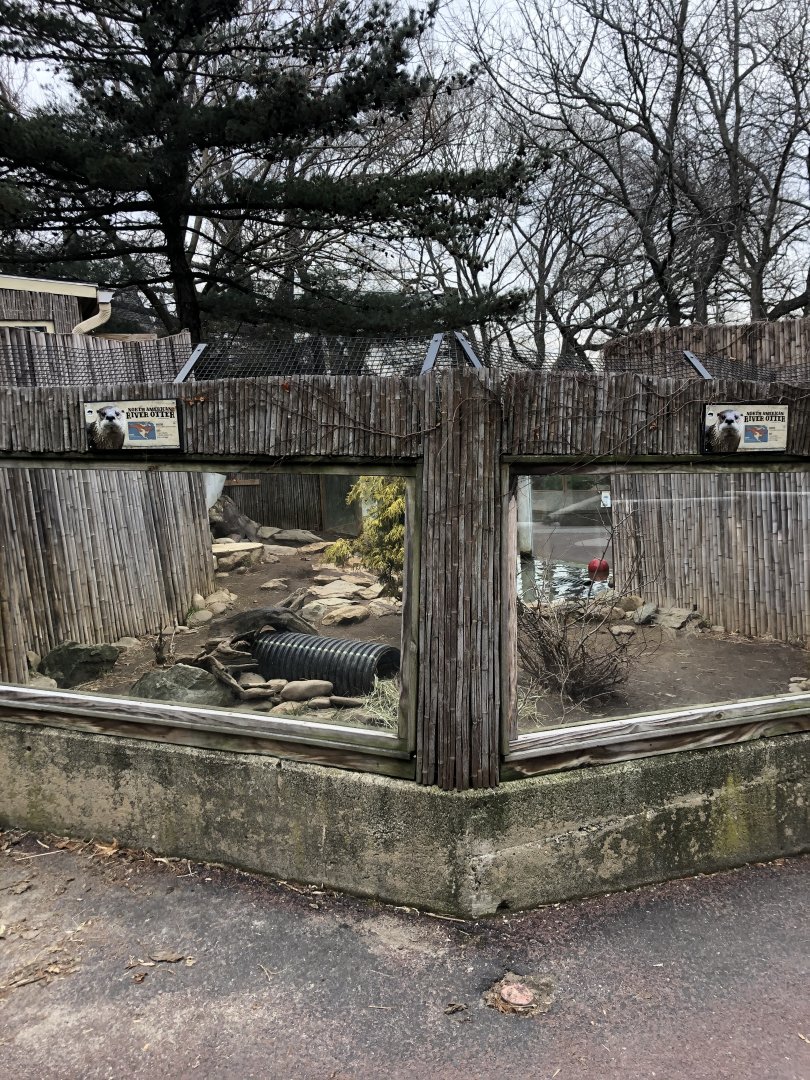 North American River Otter (Left Viewing) - Feb, 2020