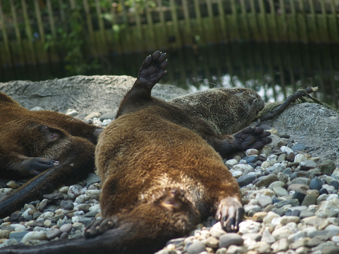 North American river otter (Lontra canadensis), 2007-07-15