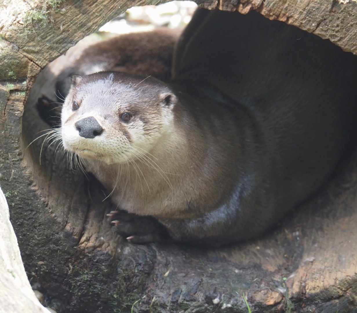 North American river otter (Lontra canadensis), 2024-08-05