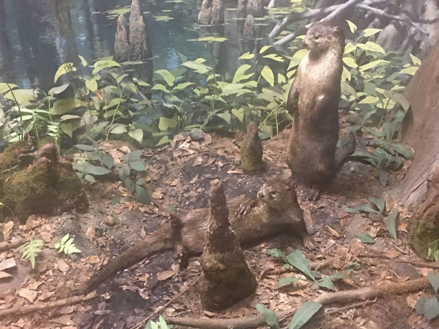 North American river otter (Lontra canadensis lataxina)