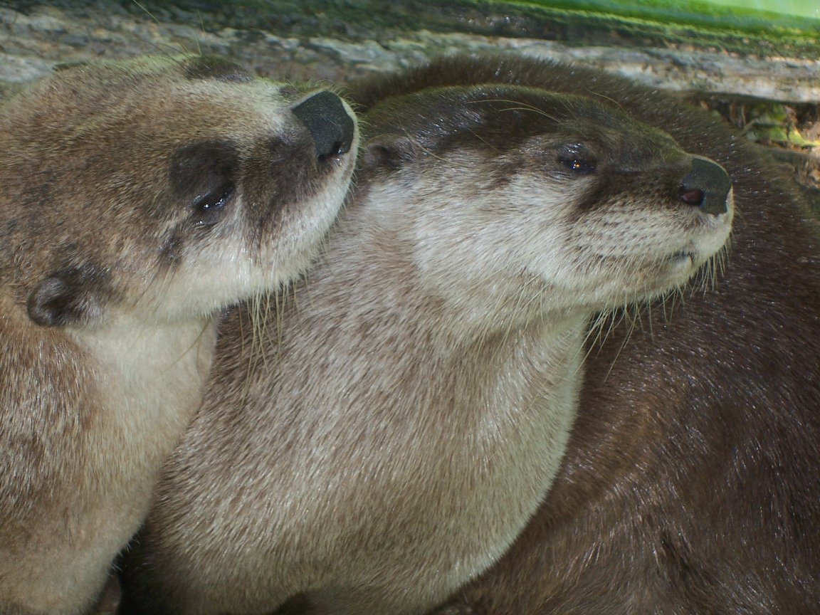 North American River Otter (Lontra canadensis)