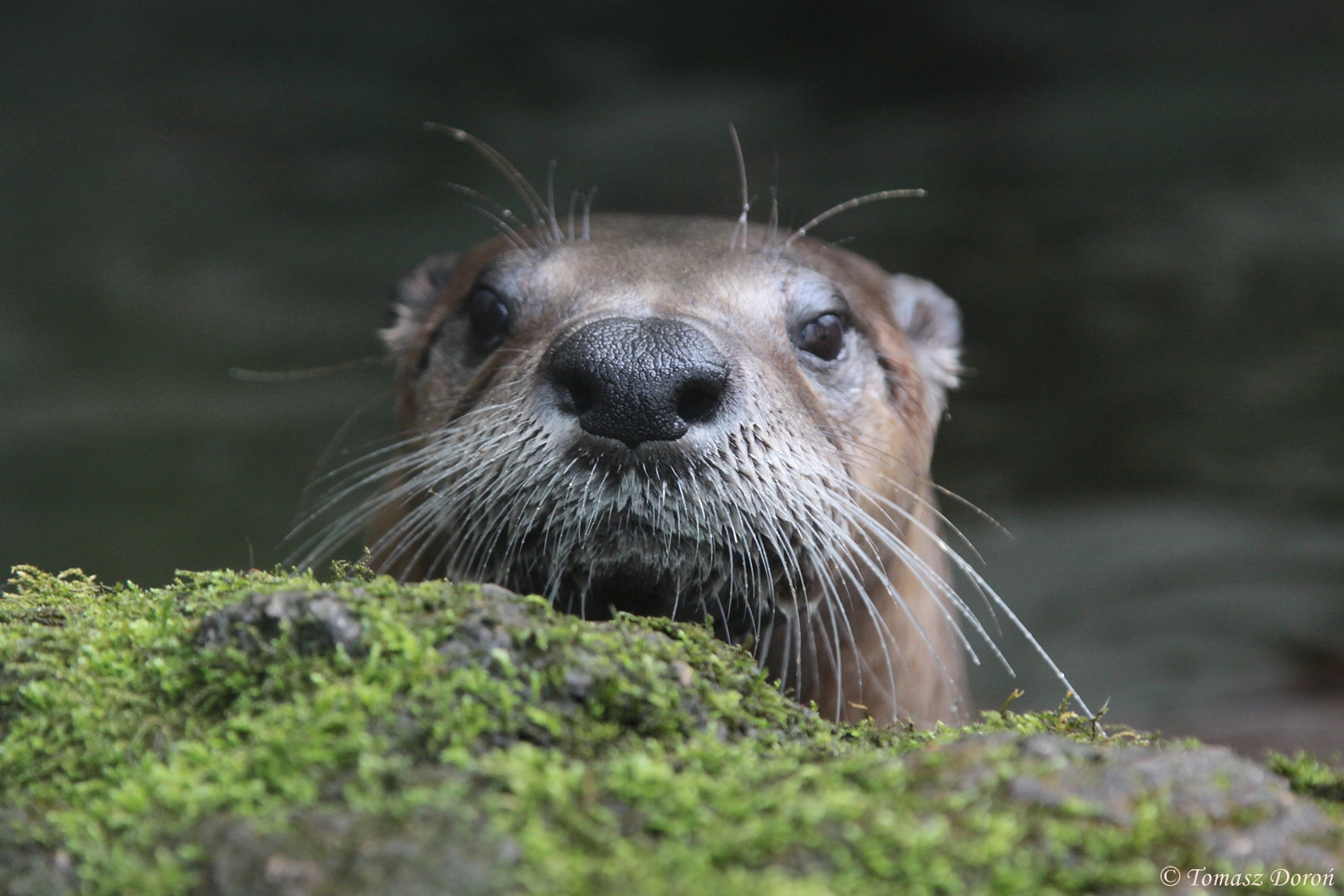 North American River Otter (Lontra canadensis)