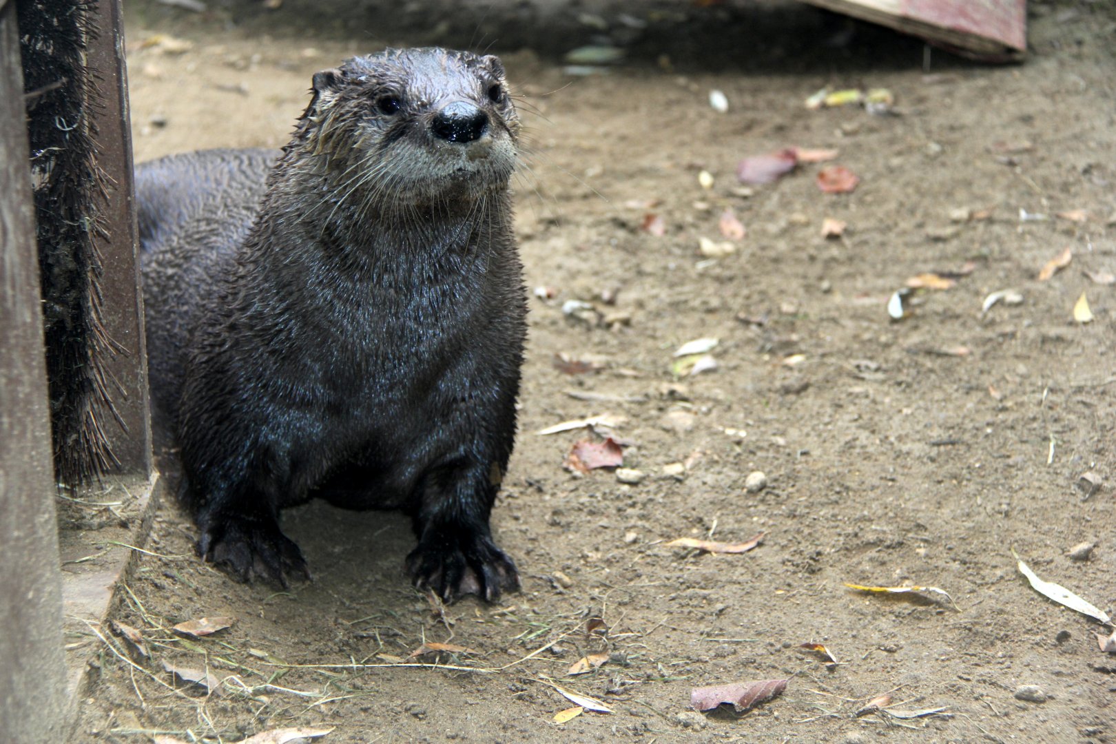 North American river otter (Lontra canadensis)