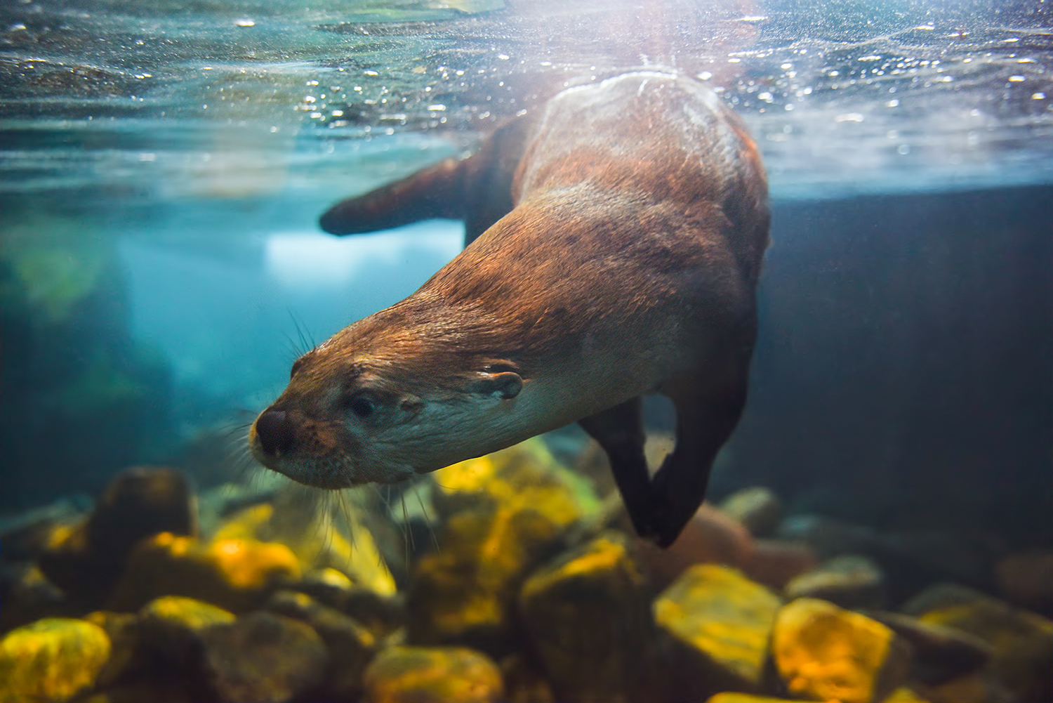 North American river otter (Lontra canadensis)