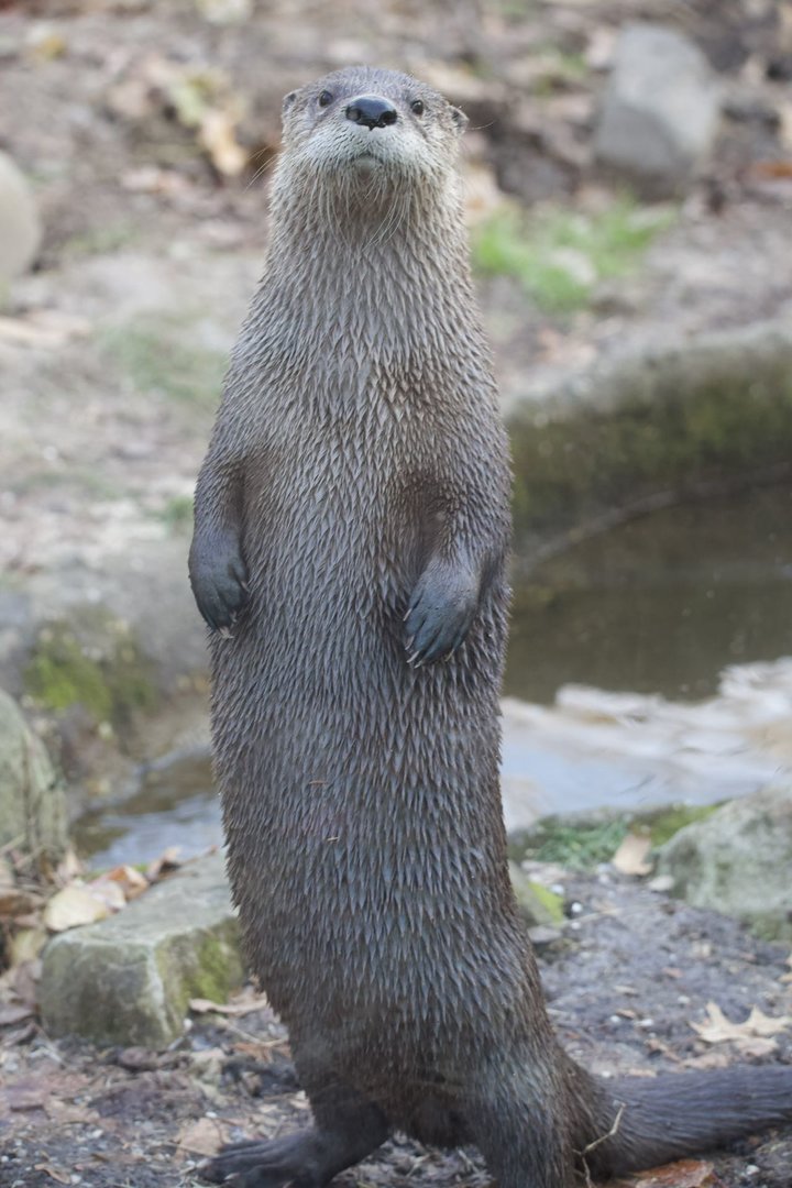North American river otter/ Lontra canadensis