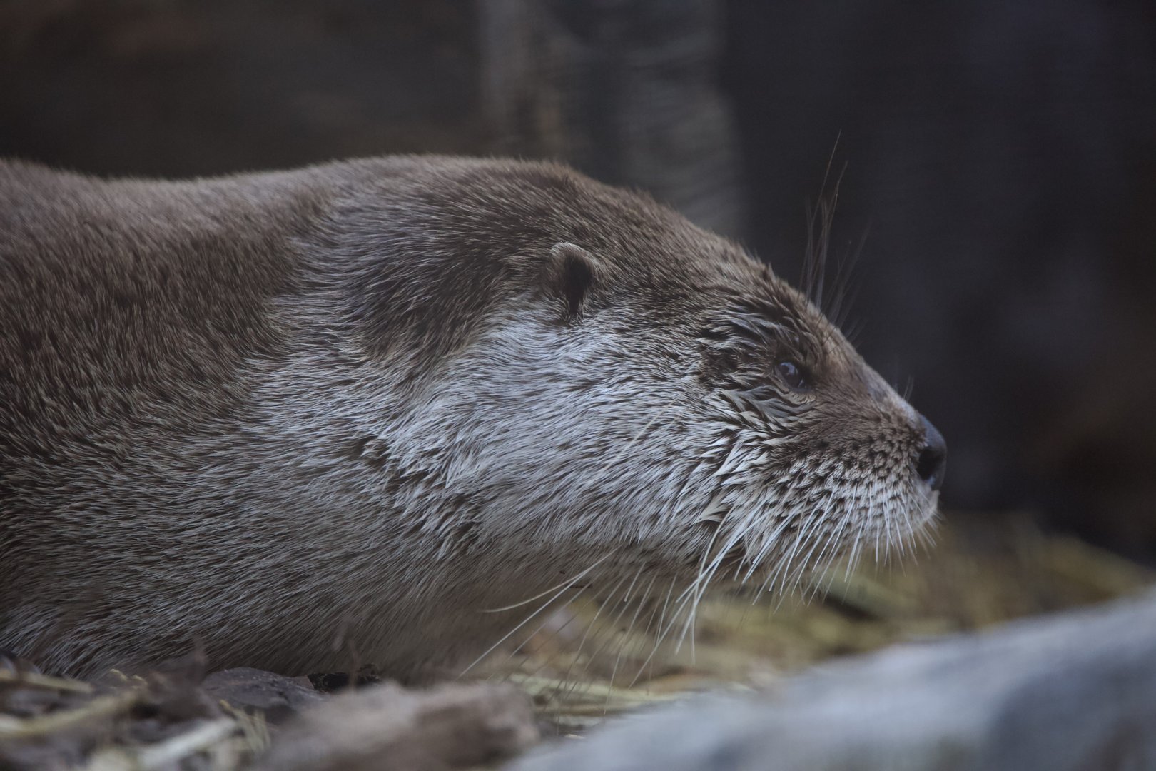 North American river otter/ Lontra canadensis