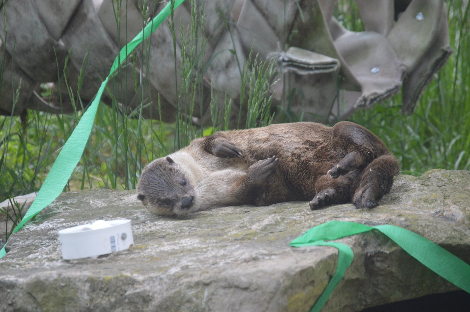 North American River Otter (Lontra canadensis)