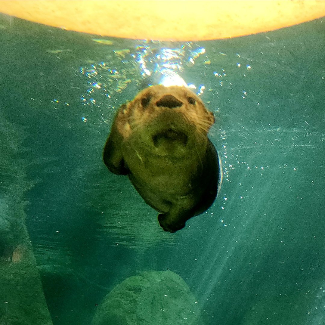 North American River Otter (Lontra canadensis)