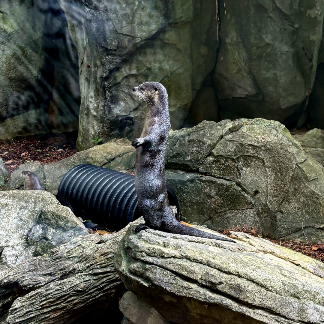 North American River Otter (Lontra canadensis)