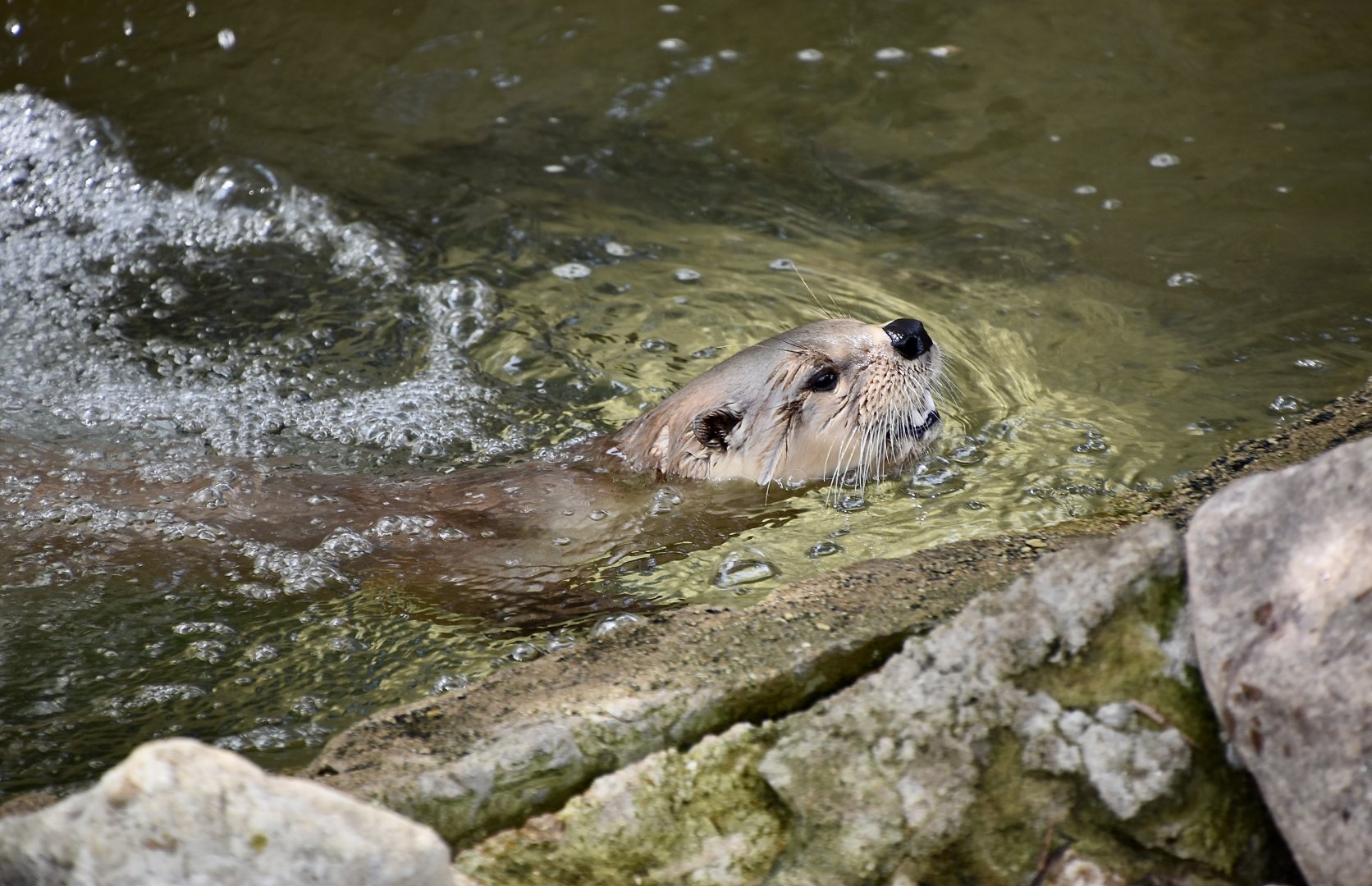North American River Otter (Lontra canadensis)