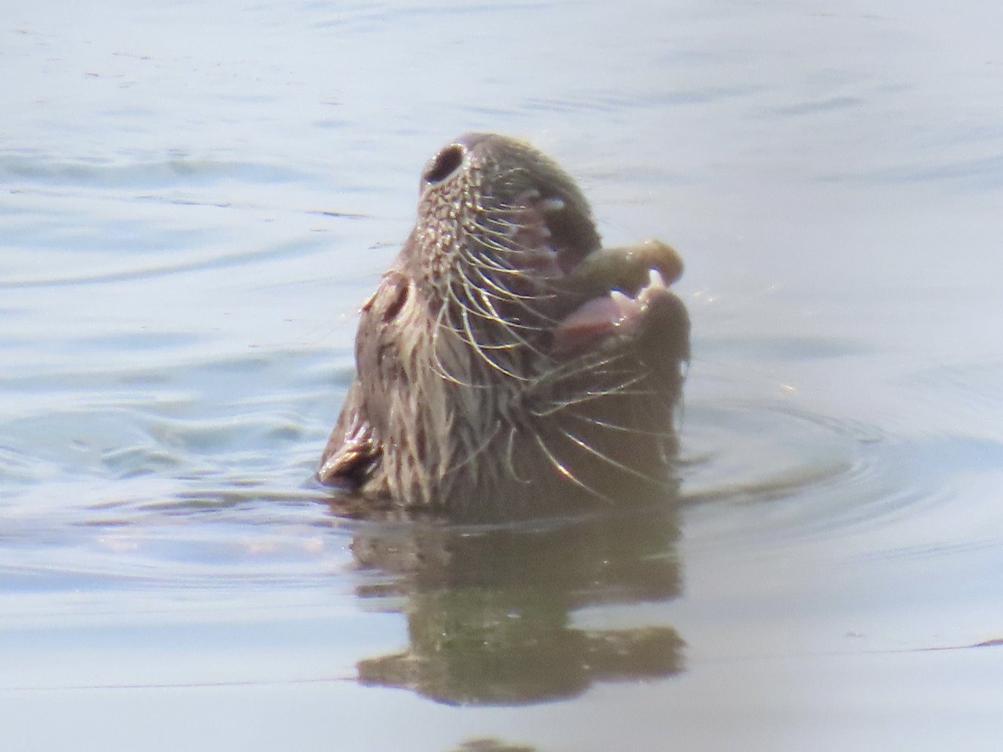 North American River Otter (Lontra canadensis)