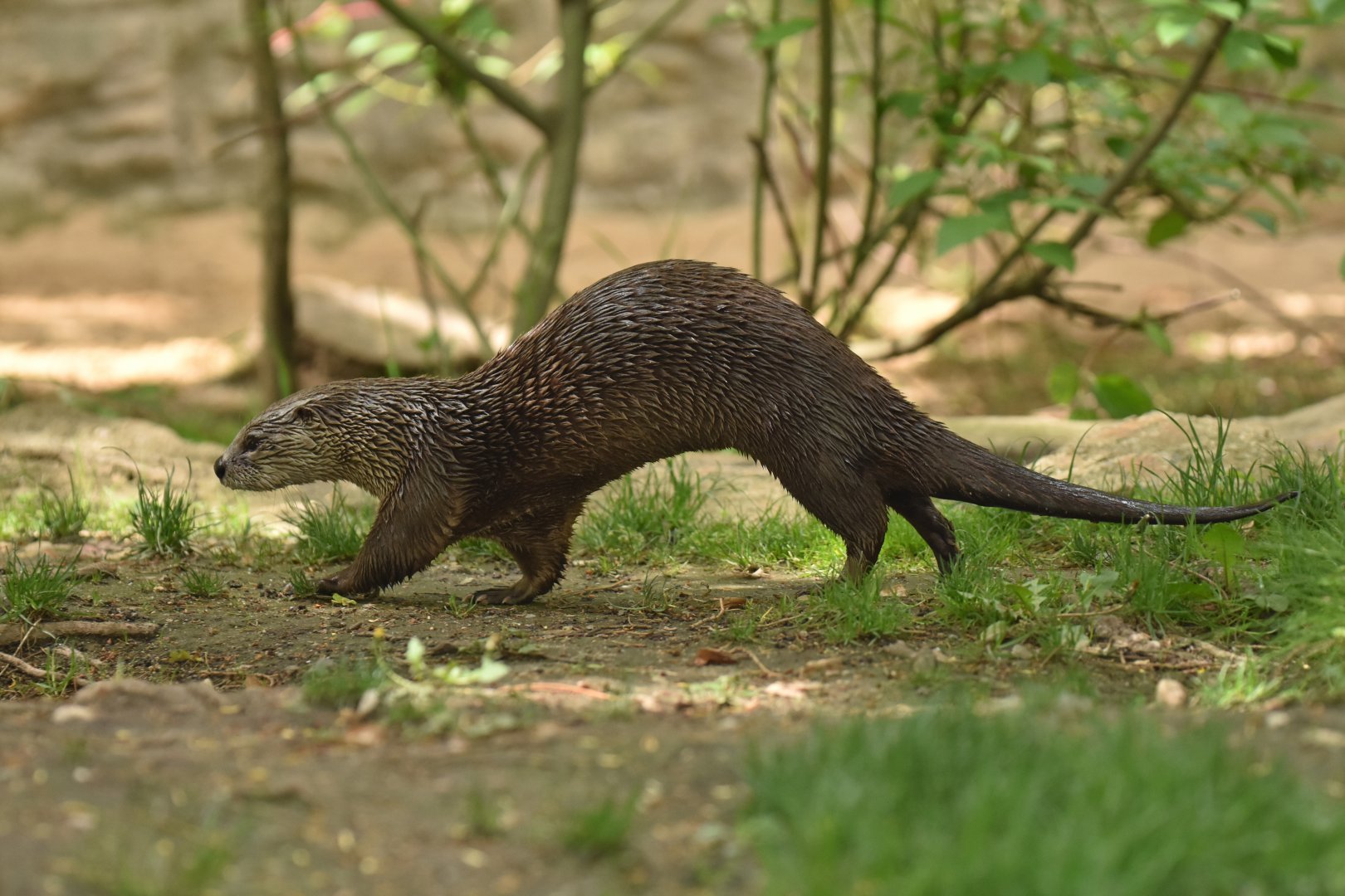 North American river otter Lontra canadensis
