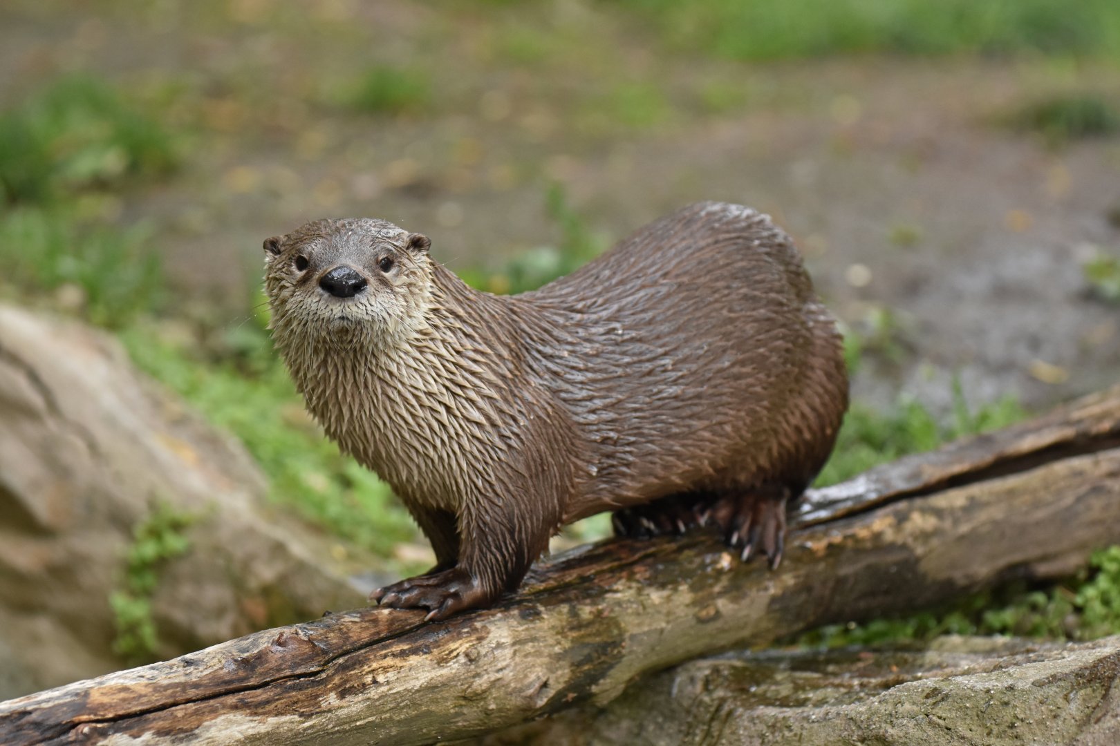North American river otter Lontra canadensis