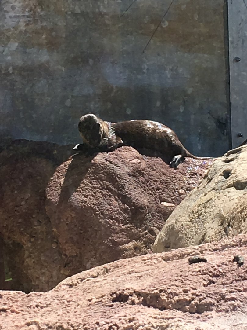 North American River Otter | Milwaukee County Zoo