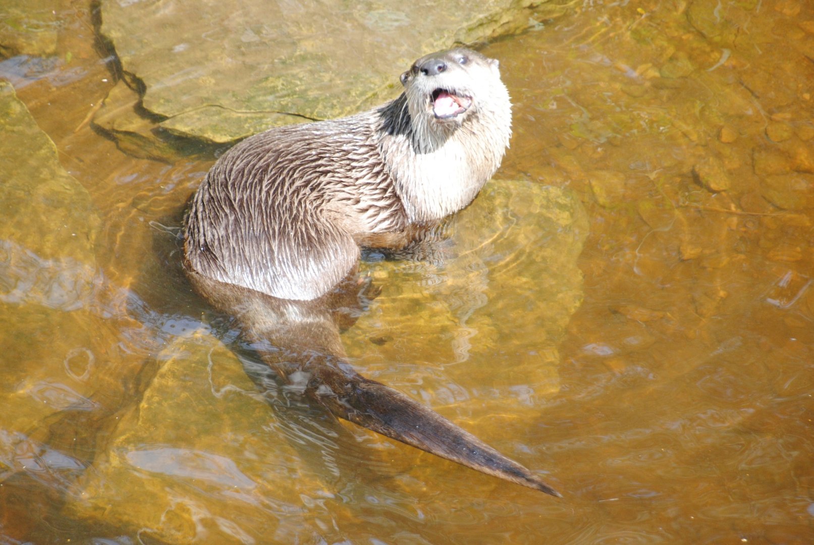 North American River Otter (Mixed Forest section)