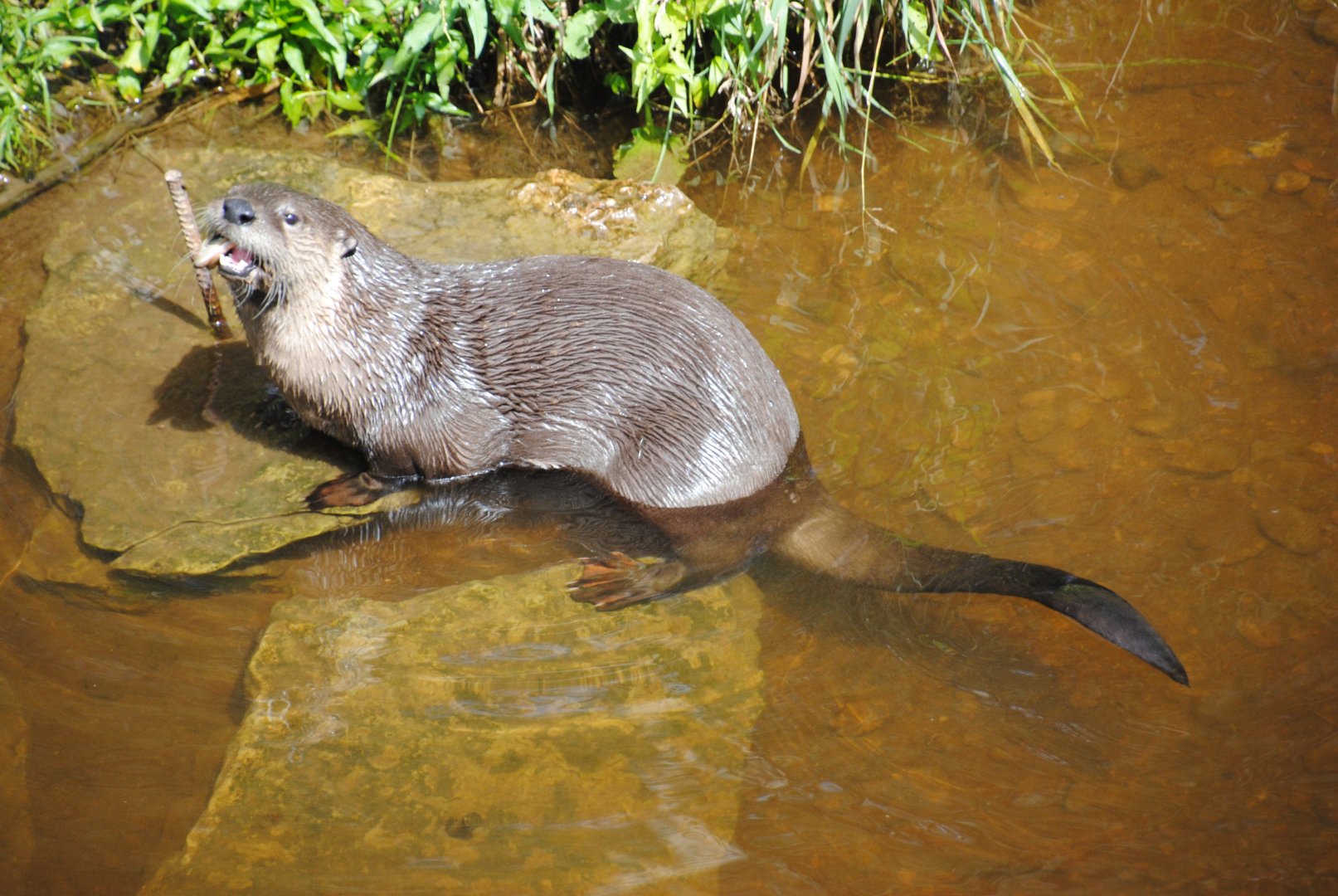 North American River Otter (Mixed Forest section)