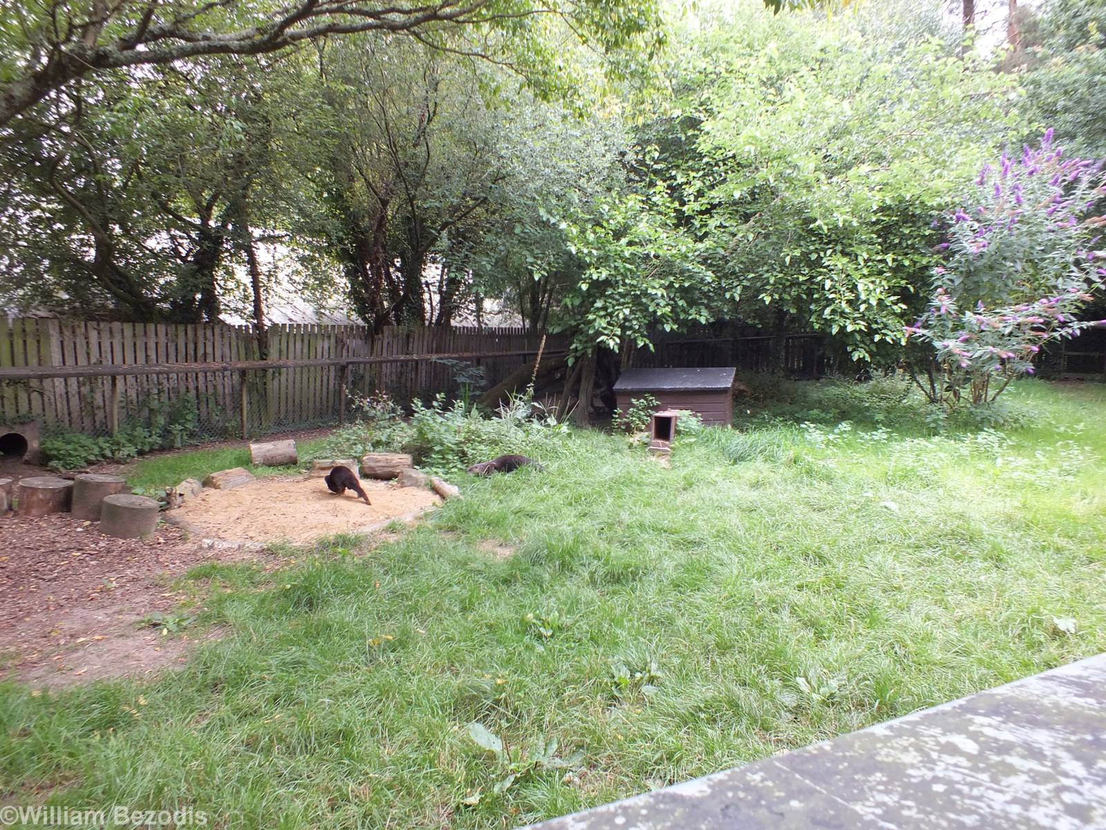 North American River Otter Outdoor Enclosure