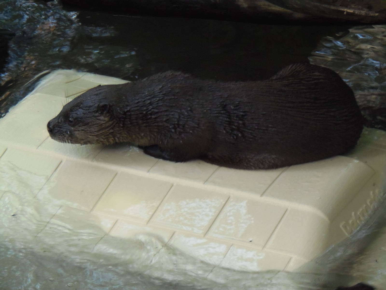 North American River Otter Pup